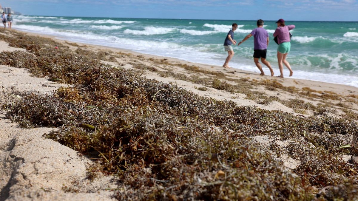 Obří pás mořských řas v Atlantiku může zahltit floridské pláže